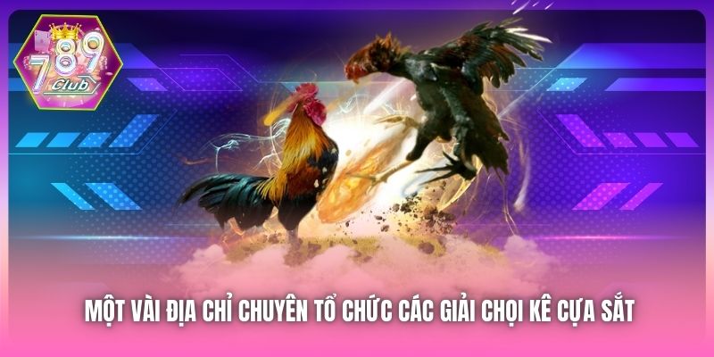 Một vài địa chỉ chuyên tổ chức các giải chọi kê cựa sắt