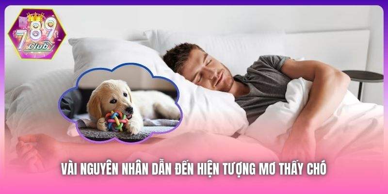 Vài nguyên nhân dẫn đến hiện tượng mơ thấy chó